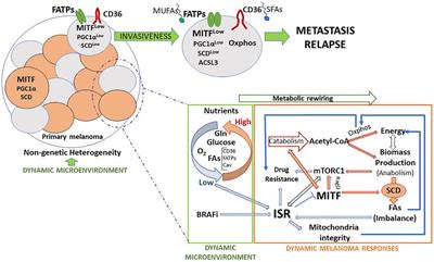 Connecting Metabolic Rewiring With Phenotype Switching in Melanoma